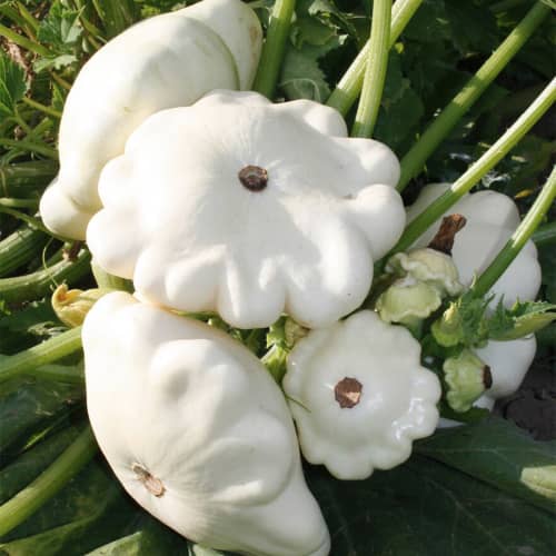 Купить Патиссон Пятачок 1 г Седек по низкой цене