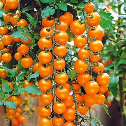 Купить Томат Вишня желтая 0,1 г по низкой цене