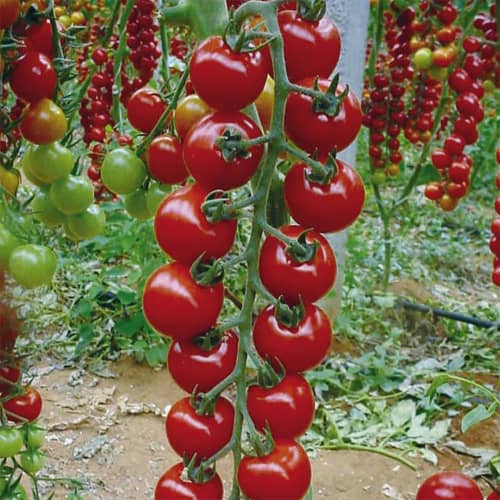 Купить Томат Вишня красная 0,1 г по низкой цене