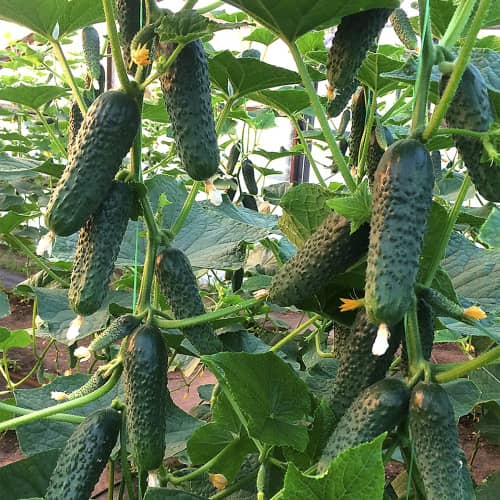 Купить Огурец Надежный УГ 0,5 г по низкой цене