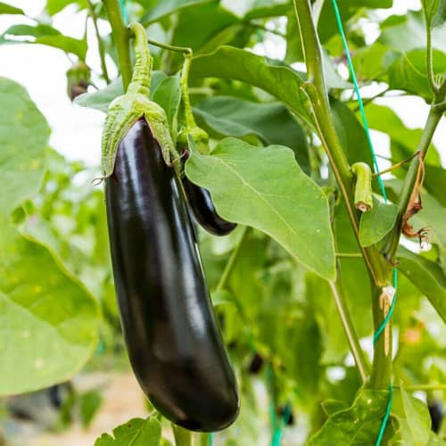 Купить Баклажан Астраком 0,3 г по низкой цене