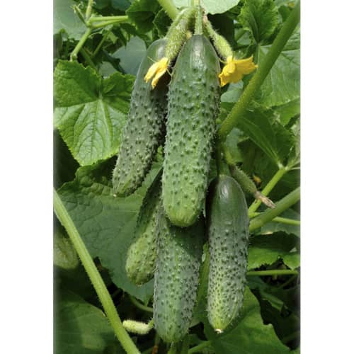 Купить Огурец Ла Белла F1 з/г 0,3 г по низкой цене
