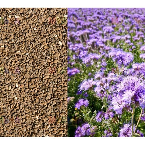 Купить Фацелия «Эко Сад» 0,5 кг по низкой цене