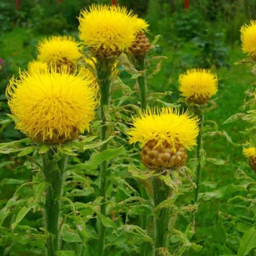 Купить Василек Эмир 0,3 г Седек по низкой цене