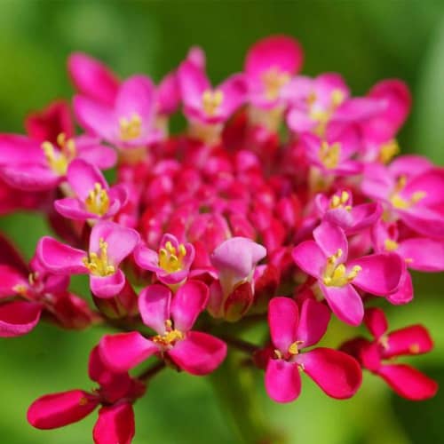 Купить Иберис Красавчик 0,2 г Седек по низкой цене