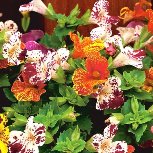 Купить Мимулюс Юмореска 0,05 г Седек по низкой цене