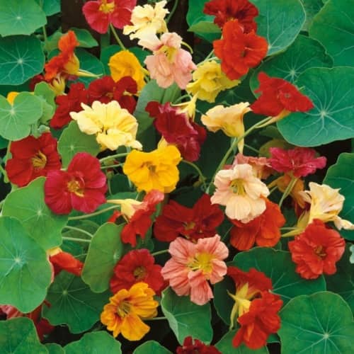 Купить Настурция Помпадур 1 г Седек по низкой цене