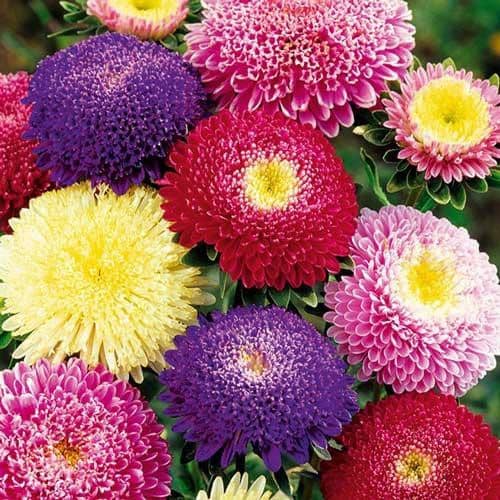 Купить Астра Принцесса 0,2 г Седек по низкой цене