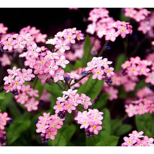 Купить Незабудка Надежда 0,1 г Седек по низкой цене