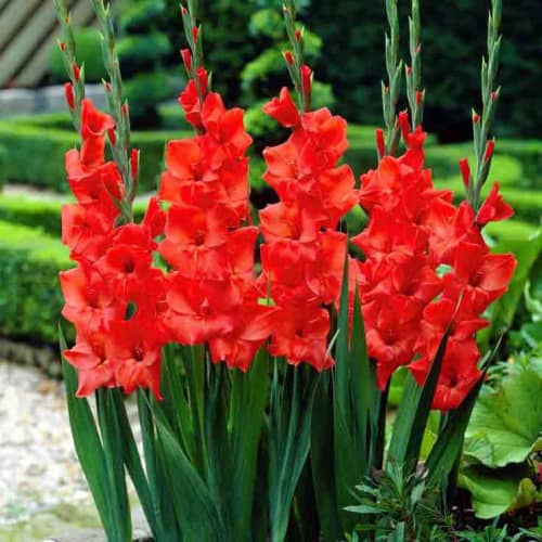 Купить Гладиолус крупноцветковый Виктор Борге 10/12, 5 по низкой цене