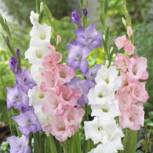 Купить Гладиолус Пастель Микс 10/12, 5 по низкой цене