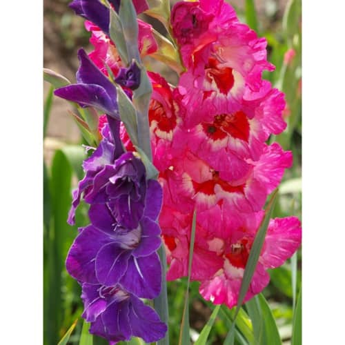 Купить Гладиолус розовый и фиолетовый 10/12, 15 по низкой цене