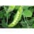 горох амброзия сахарный 40 г супернова Купить Горох Амброзия сахарный 40 г СуперНова по низкой цене