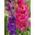 гладиолус розовый и фиолетовый 10/12, 15 Купить Гладиолус розовый и фиолетовый 10/12, 15 по низкой цене