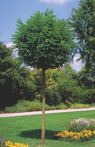 Купить Робиния лжеакация Умбракулифера саженец, 10 шт. в упаковке по низкой цене