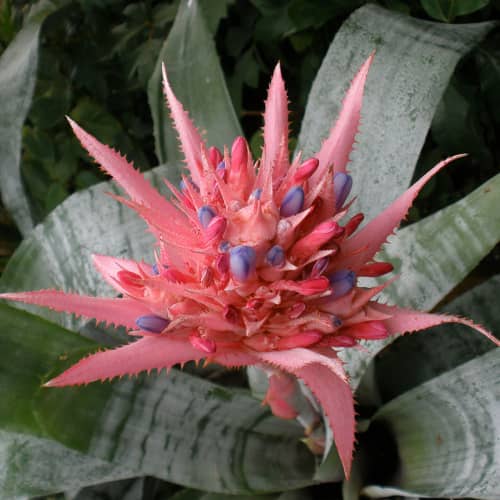 Купить Эхмея d14 см по низкой цене