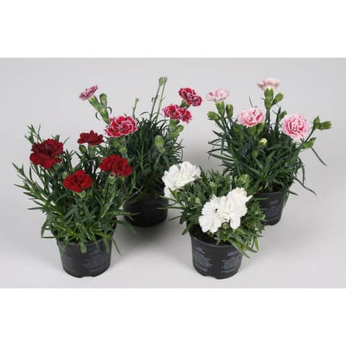 Купить Гвоздика Микс d9 см по низкой цене