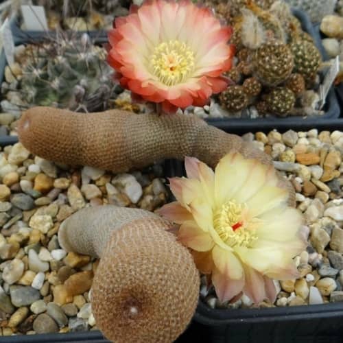 Купить Кактус Лобивия фамантимская d6,5 см по низкой цене