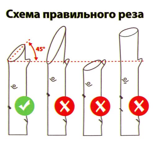 Купить Секатор для свежих веток TRAVENA кованый по низкой цене