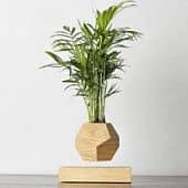 Купить Хамедорея Levitera левитирующая, светлая по низкой цене