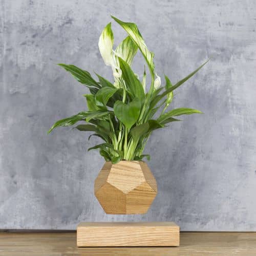 Купить Спатифиллум Levitera левитирующий, светлый по низкой цене