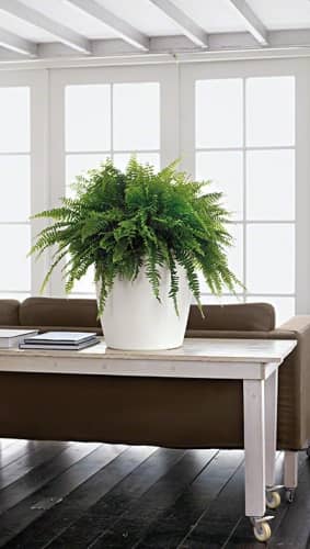Купить Кашпо Lechuza Classico Color 35 см по низкой цене