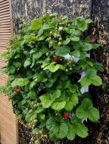 Купить Вертикальная грядка BOXSAND для клубники 60х60 см по низкой цене