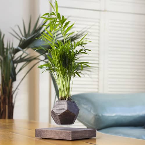 Купить Хамедорея Levitera левитирующая, венге по низкой цене