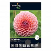 Купить Георгина шаровидная Джювей Винни I, 1 1 шт в упаковке Blooming Life по низкой цене