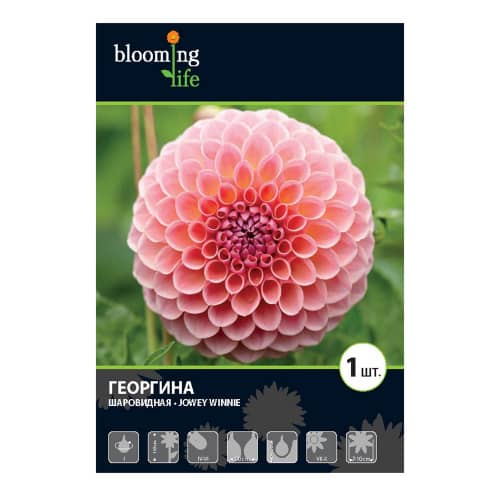 Купить Георгина шаровидная Джювей Винни I, 1 1 шт в упаковке Blooming Life по низкой цене