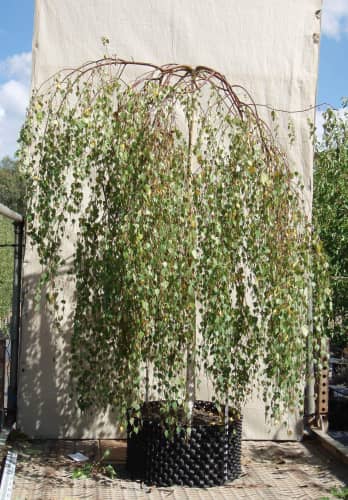 Купить Береза повислая (Betula pendula) саженец, 10 шт. в упаковке по низкой цене