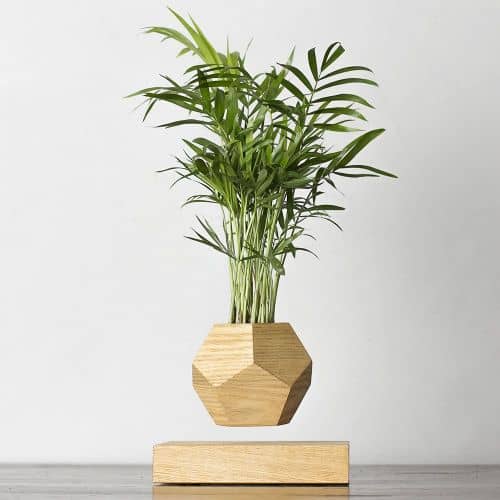 Купить Хамедорея Levitera левитирующая, светлая по низкой цене