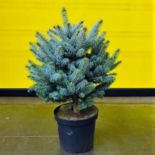 Купить Ель Luxury Plants Супер Блю колючая по низкой цене