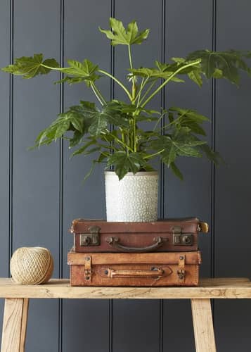 Купить Кашпо керамическое, M Tuscany Grey Indoor Pots Collection Burgon & Ball по низкой цене