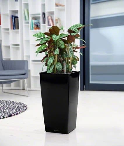 Купить Кашпо Lechuza Cubico 30 см по низкой цене