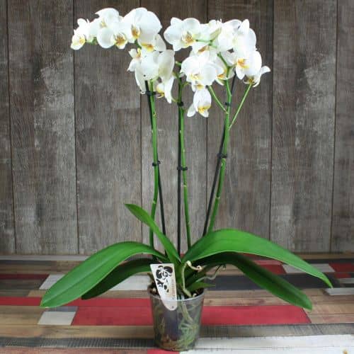 Купить Орхидея Luxury Plants фаленопсис белая, 3 ствола по низкой цене