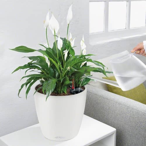 Купить Кашпо Lechuza Classico Color 35 см по низкой цене
