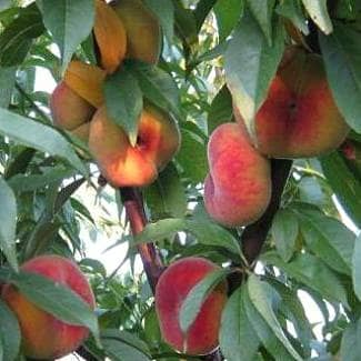 Купить Персик Инжирный Бельмондо (саженец), 10 шт. в упаковке по низкой цене