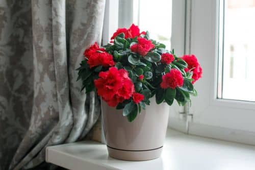 Купить Горшок ГарденПласт Фрезия 2 цветочный 3 л по низкой цене