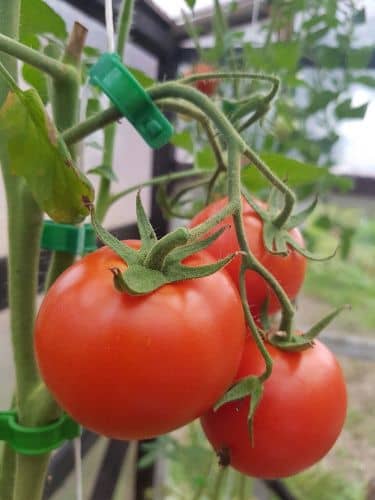 Купить Клипсы ГарденПласт для крепления растений 100 шт по низкой цене