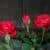 Купить Роза Luxury Plants Кордана Скарлет Мерседес красная по низкой цене