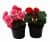 бегония begonia tuberhybrida клубневая Купить Бегония Begonia tuberhybrida клубневая по низкой цене