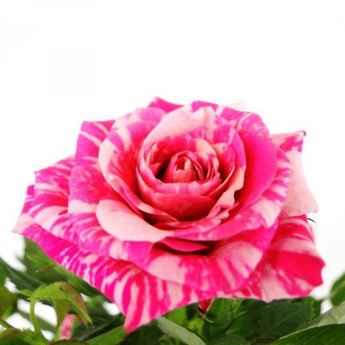 Купить Роза Luxury Plants Кордана Джиджи по низкой цене