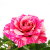 Купить Роза Luxury Plants Кордана Джиджи по низкой цене