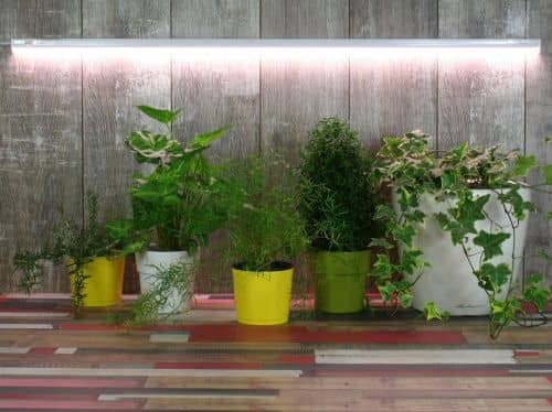 Купить Фитосветильник Luxury Plants светодиодный, 35 Вт по низкой цене