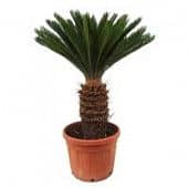 Купить Цикас Luxury Plants по низкой цене