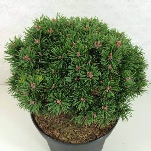Купить Сосна горная Мопс (Pinus mugo (montana) Mops) саженец, 10 шт. в упаковке по низкой цене