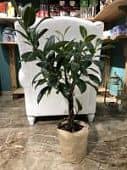 Купить Фикус Ficus Elastica Melany Twisted Stem каучуконосный по низкой цене