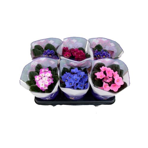 Купить Сенполия 10х18 см по низкой цене