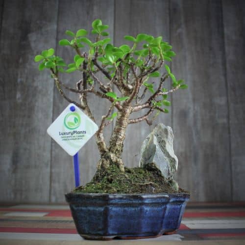 Купить Крассула Luxury Plants Счастливый Суйдзей, со скалой по низкой цене